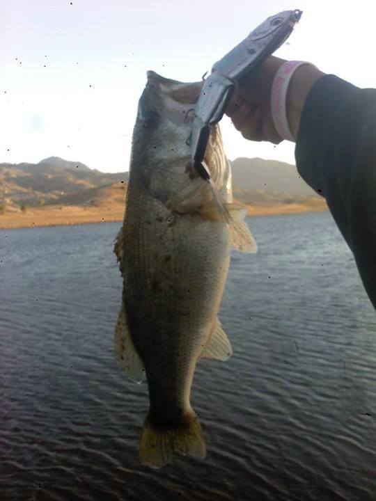 9" Summer Dancer Swimbait