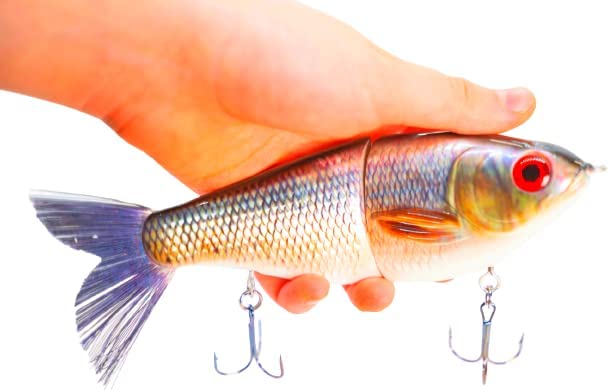 7" Pedigree Glider Carp