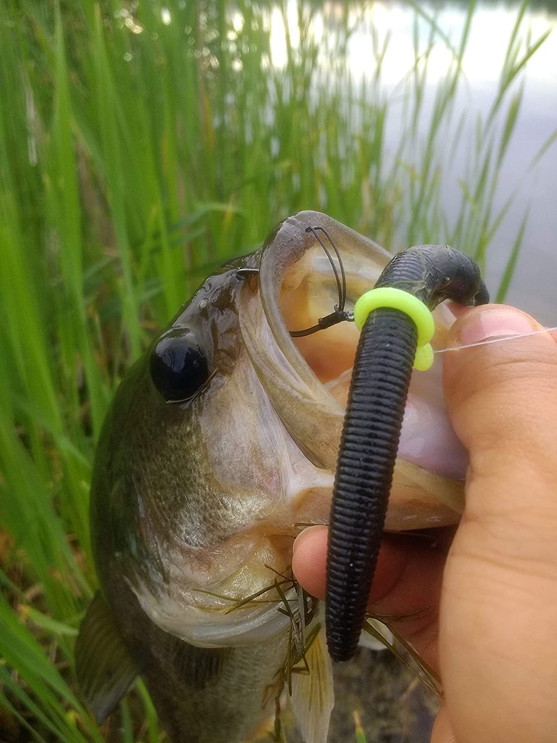 Sink-O-Ring Wacky Rig