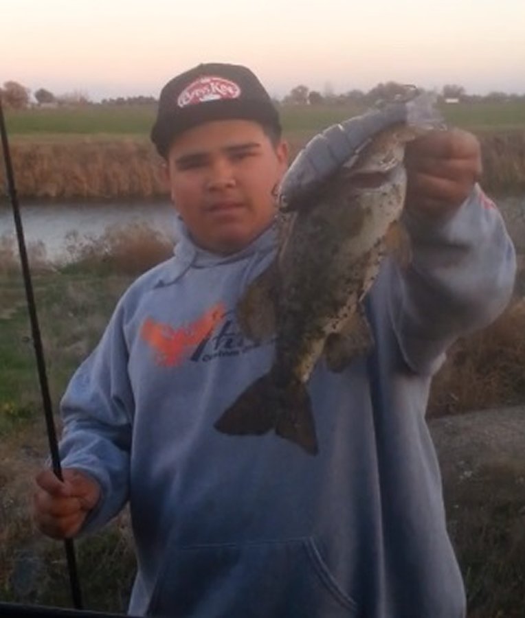 8" Spring Shad Swimbait