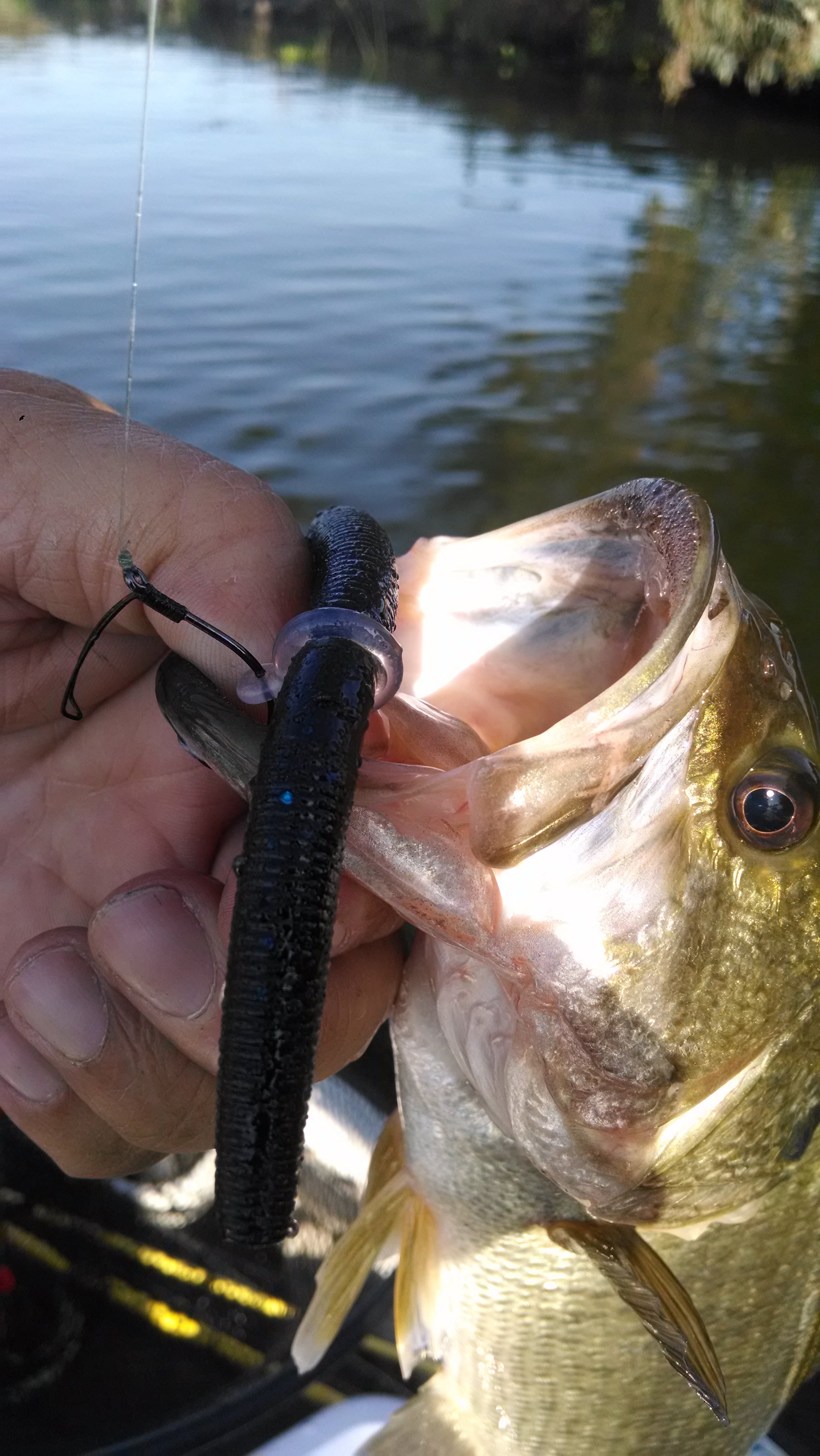 Sink-O-Ring Wacky Rig