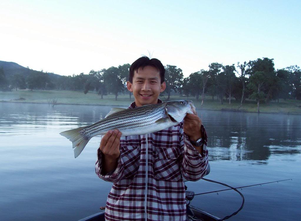 4.50" Summer Dancer Swimbait