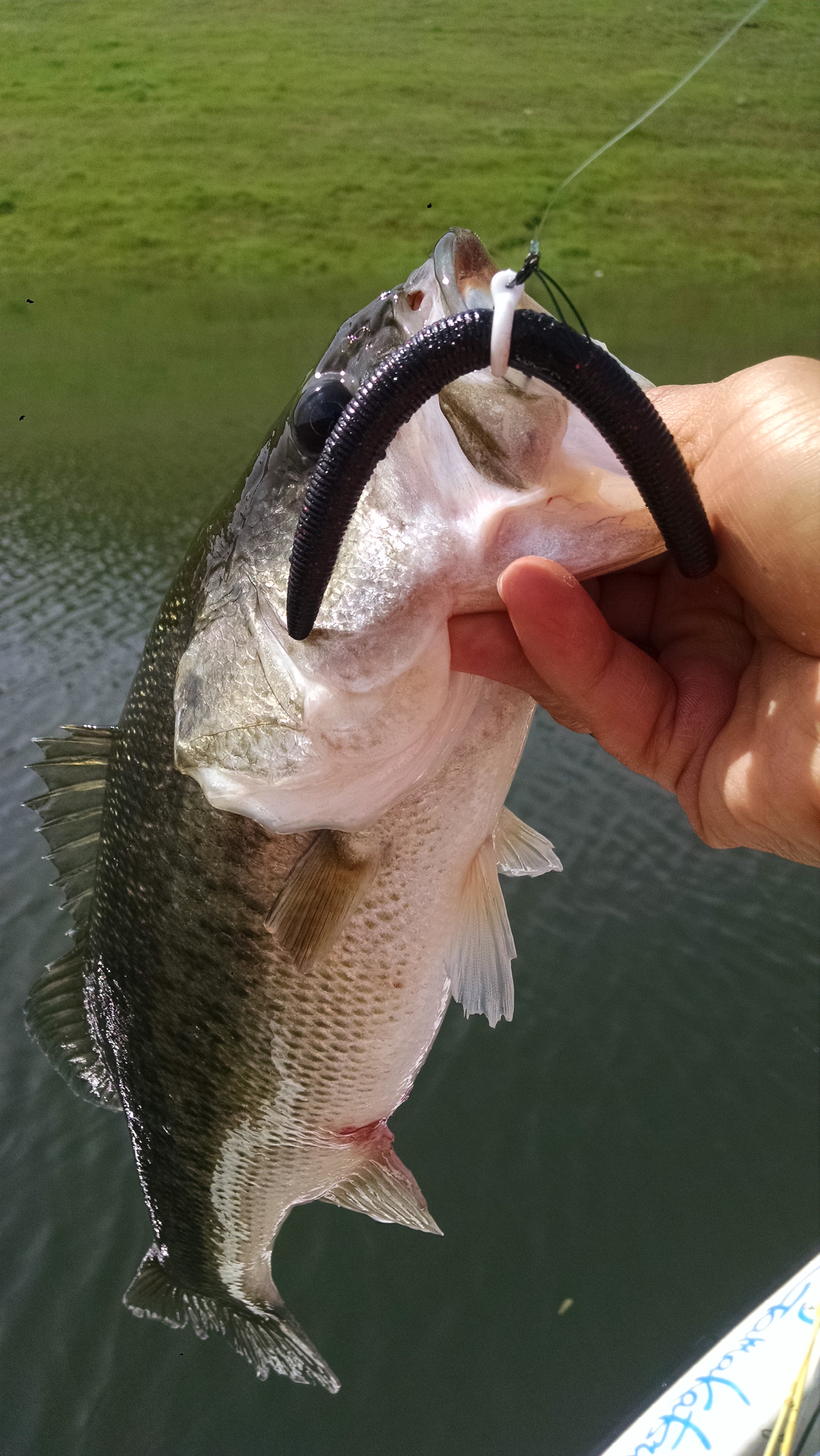 Sink-O-Ring Wacky Rig