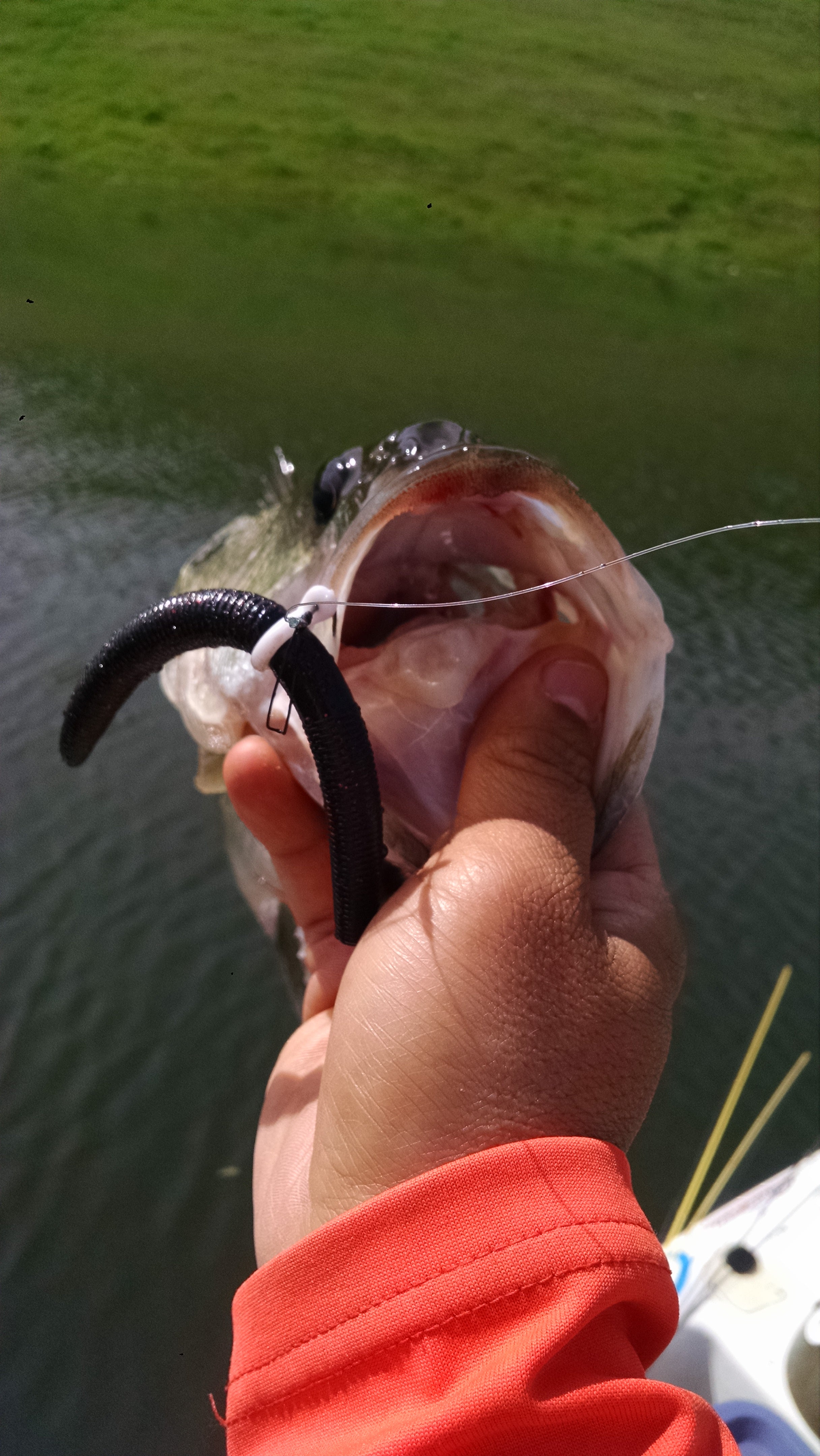 Sink-O-Ring Wacky Rig