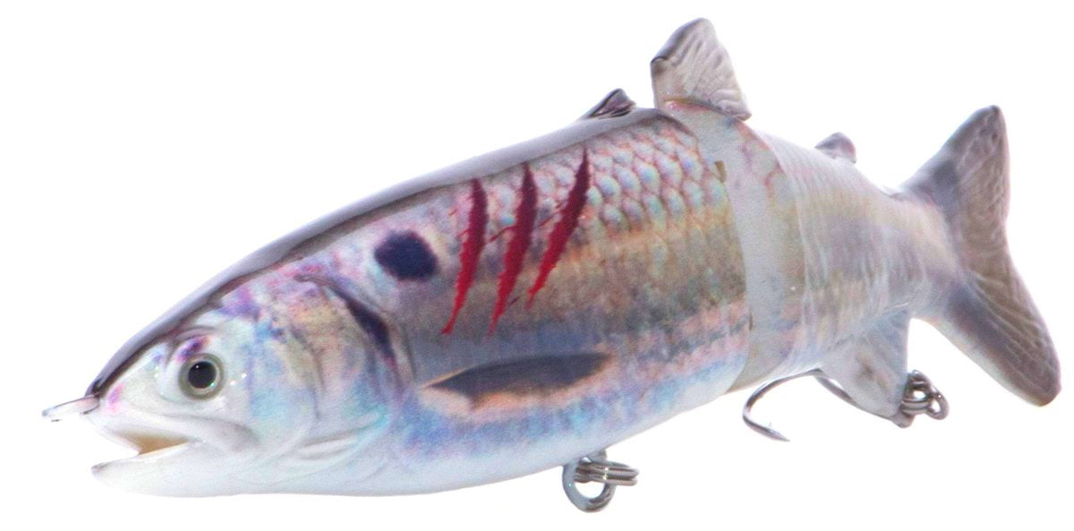 7" RF Glider Swimbait Threadfin Shad Injured