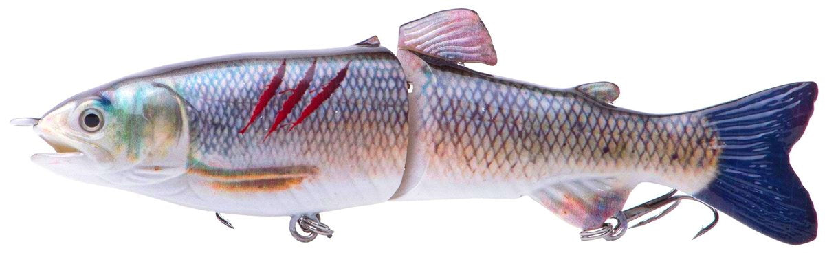 7" RF Glider Swimbait Carp Injured