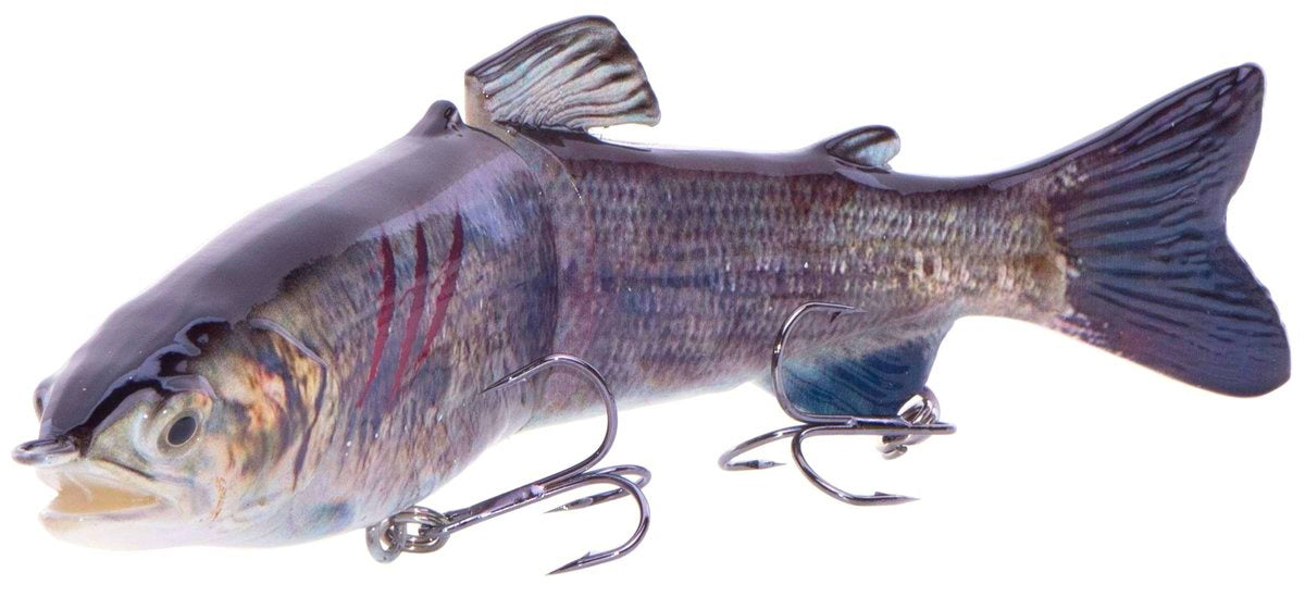 7" RF Glider Swimbait Gizzard Shad Injured
