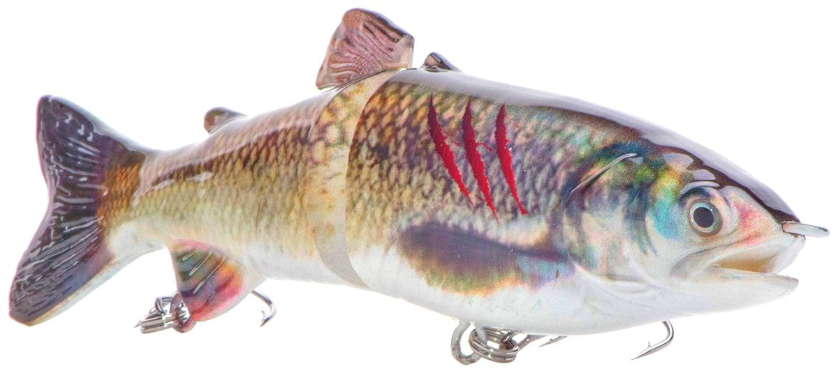 7" RF Glider Swimbait Clear Lake Hitch Injured