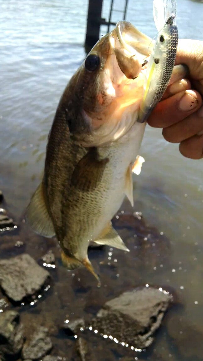 Bass jerkbait