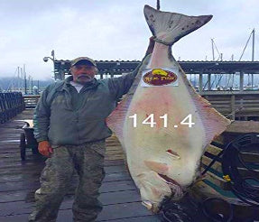 Nice big halibut caught last week on a giant swim bait !!