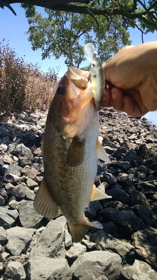 Bass Jerkbait