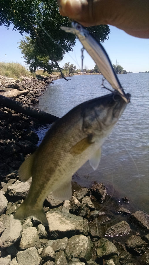 bass jerkbait