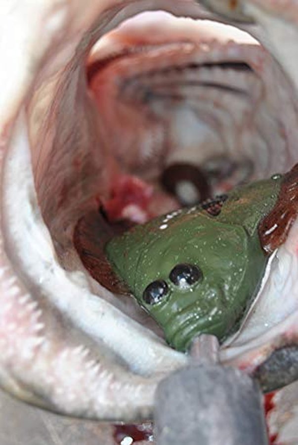 Sanddabs 4/pk Natural, PW, GP, & Sole