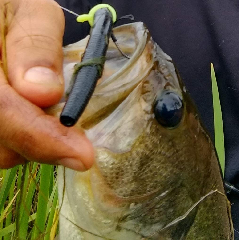 Sink-O-Ring Wacky Rig 