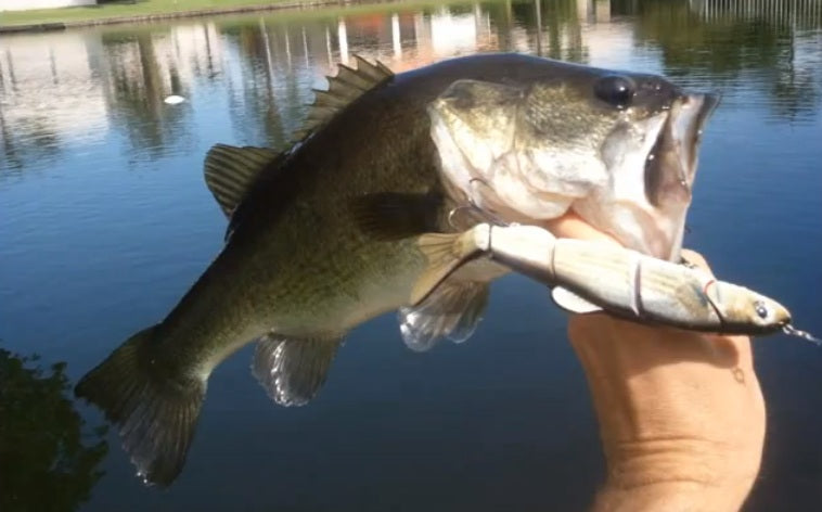 6.50" The Intruder Swimbait