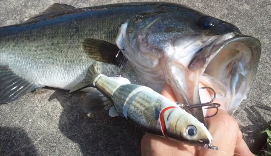 6.50" The Intruder Swimbait